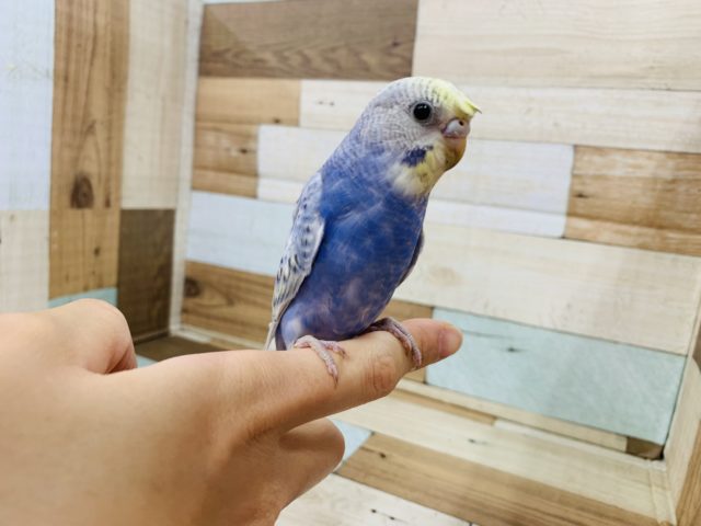 梵天セキセイインコ