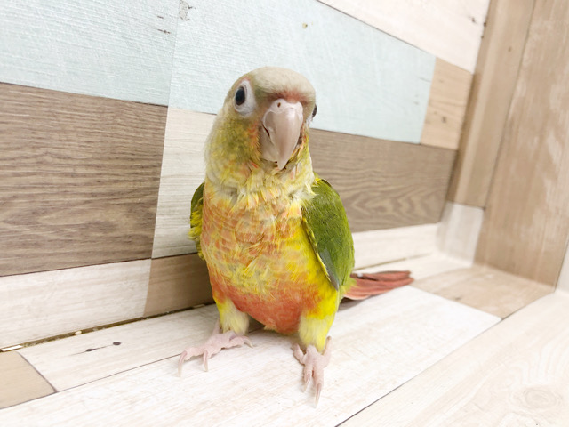 アカオウロコインコ