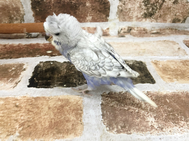 羽衣セキセイインコ