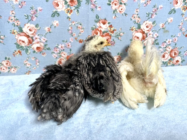 銀鈴並チャボ（ギンスズナミチャボ）