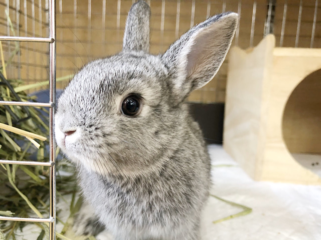 ネザーランドドワーフ