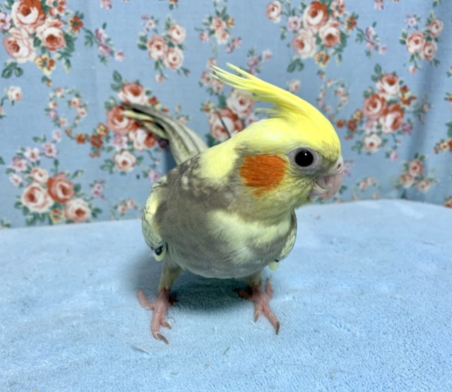 オカメインコ
