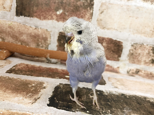 羽衣セキセイインコ