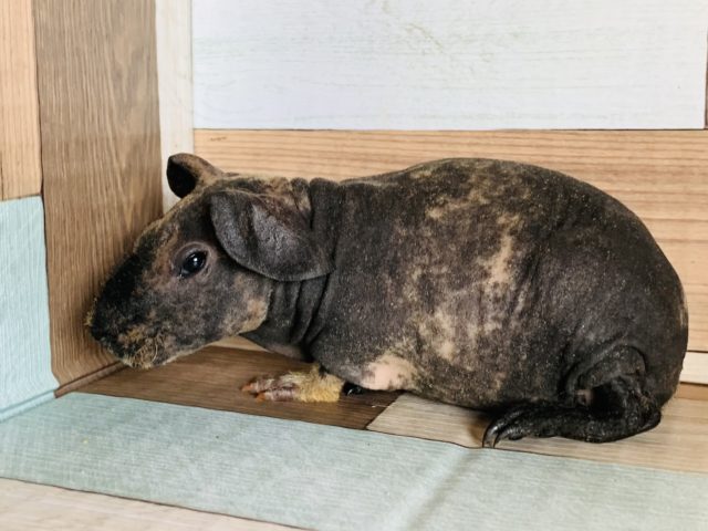 スキニーギニアピッグ