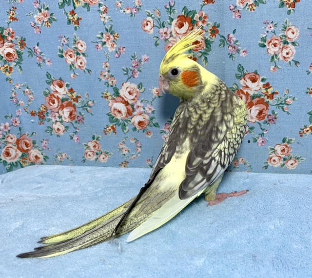 オカメインコ