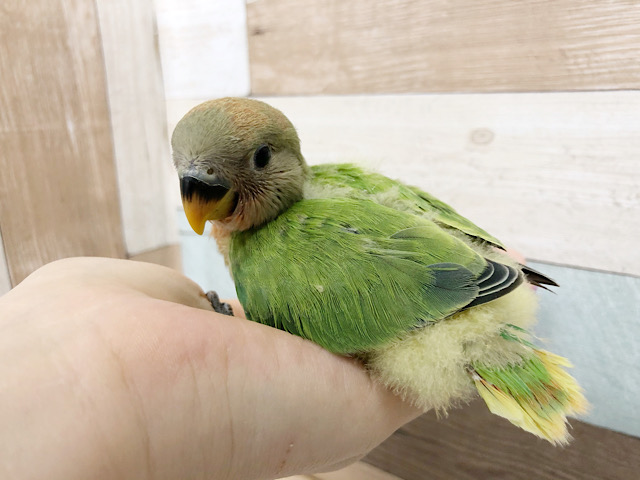 コザクラインコ（小桜インコ）