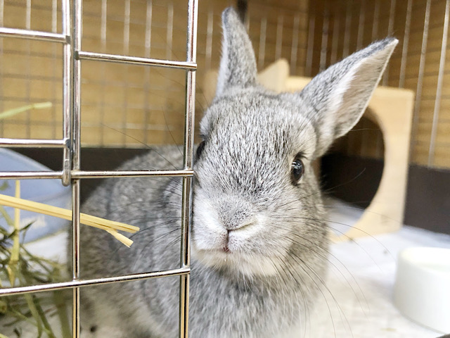 ネザーランドドワーフ