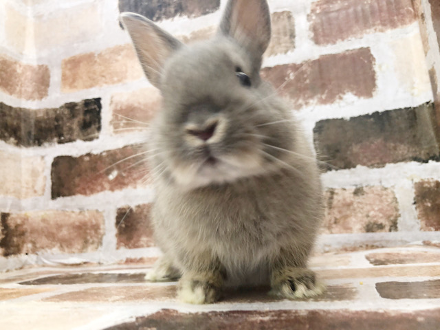 ネザーランドドワーフ