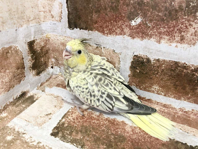 オカメインコ