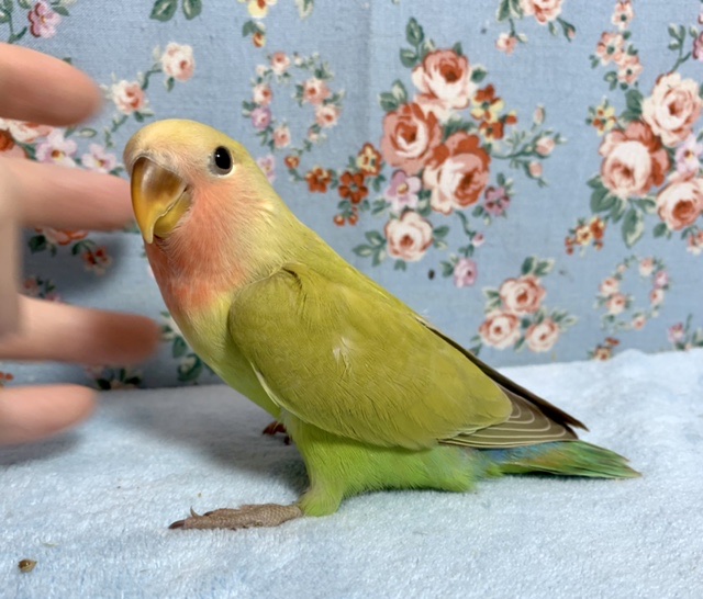 コザクラインコ（小桜インコ）