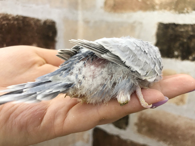 超ホヤホヤ最新画像♪セキセイインコ、ライラックカラーのコ来ましたっ セキセイインコ