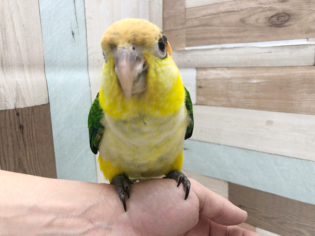 シロハラインコ