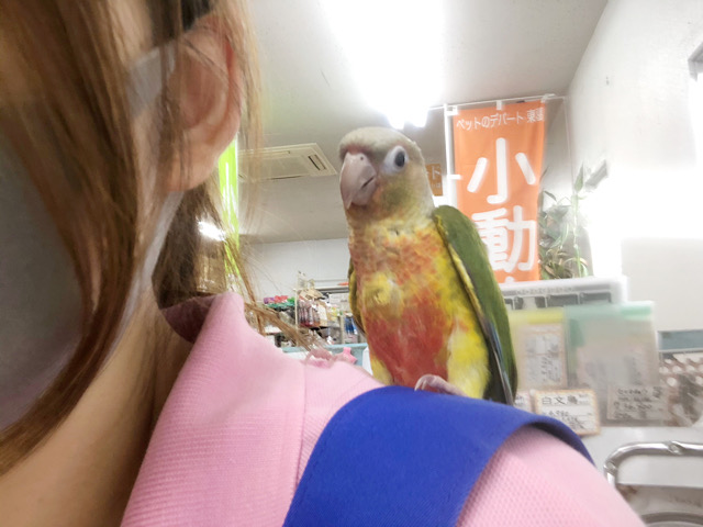 アカオウロコインコ