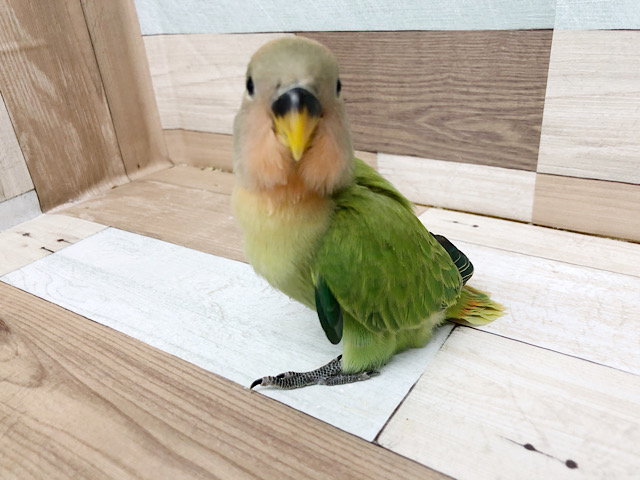 コザクラインコ（小桜インコ）