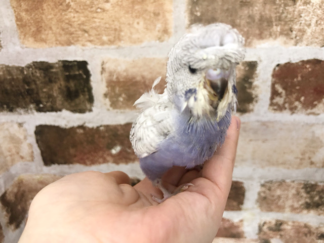 羽衣セキセイインコ