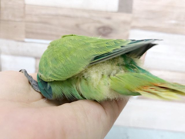 コザクラインコ（小桜インコ）