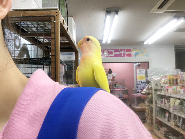 コザクラインコ（小桜インコ）