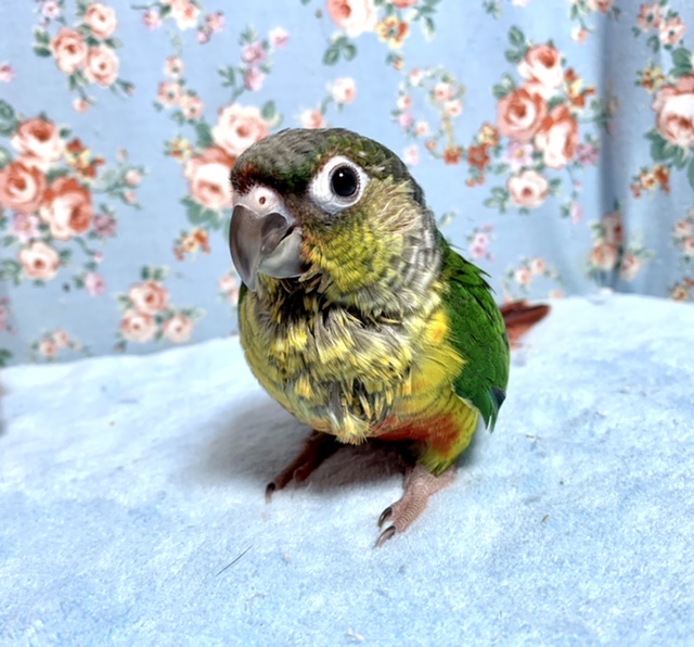 ワキコガネウロコインコ
