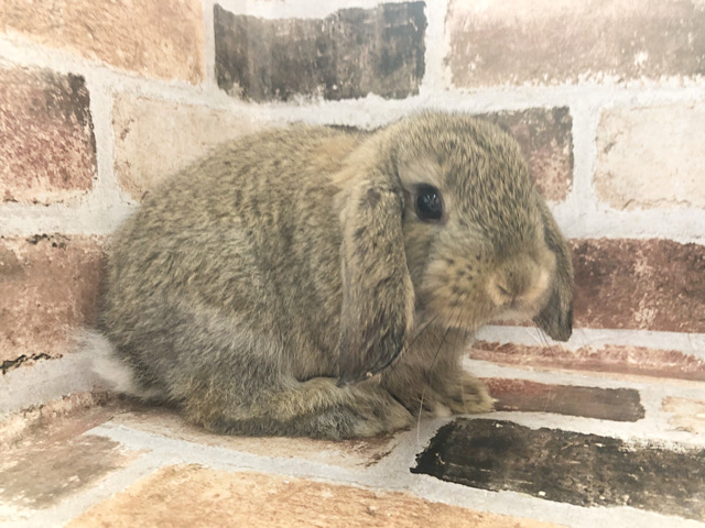 ロップイヤーラビット