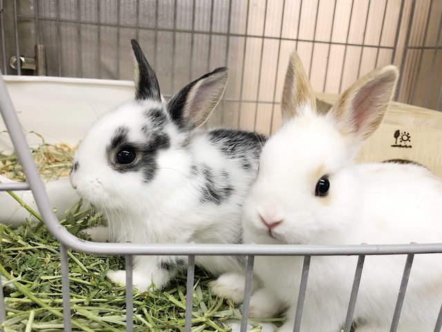 ミニウサギ