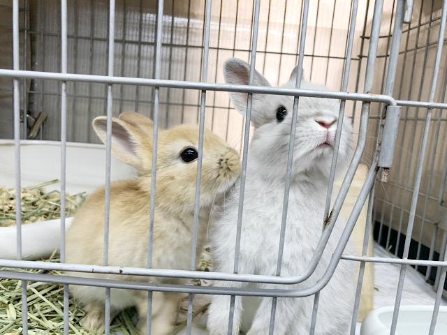 ネザーランドドワーフ