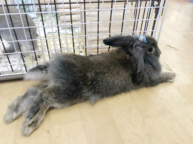 ロップイヤーラビット