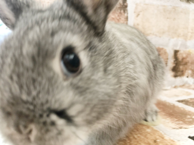 ネザーランドドワーフ