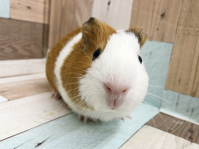 イングリッシュモルモット