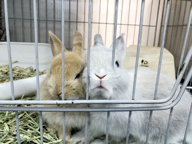 ネザーランドドワーフ