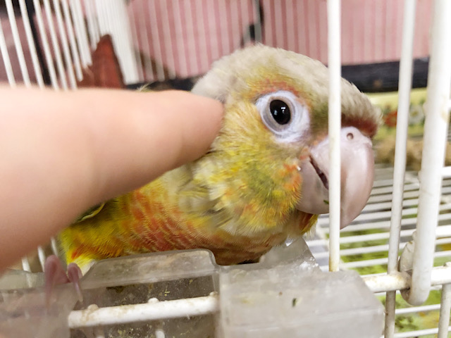 アカオウロコインコ