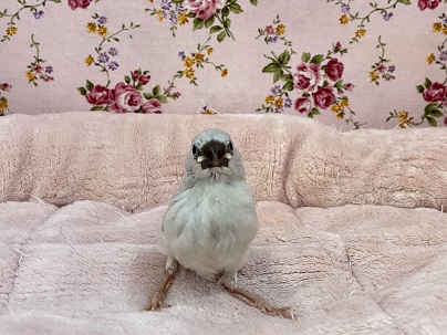 シルバー文鳥