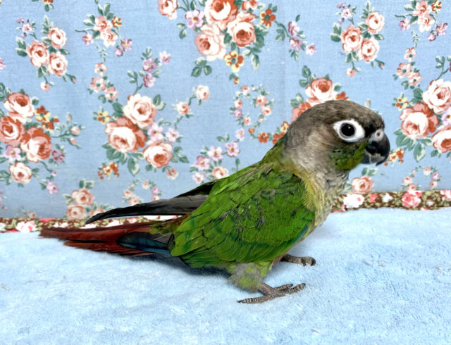 アカオウロコインコ