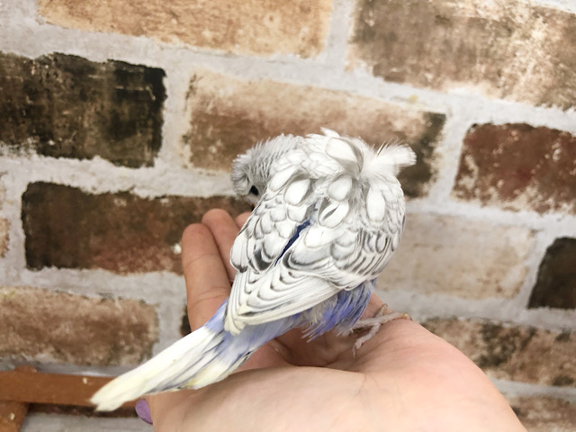 羽衣セキセイインコ
