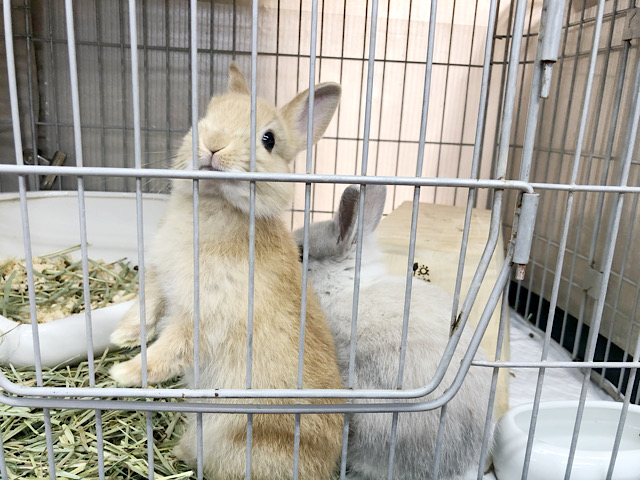 ネザーランドドワーフ