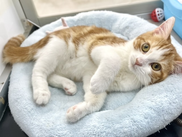 スコティッシュフォールド