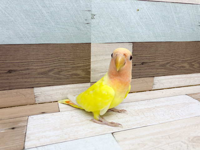 コザクラインコ（小桜インコ）