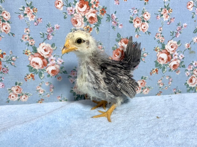 銀鈴並チャボ（ギンスズナミチャボ）