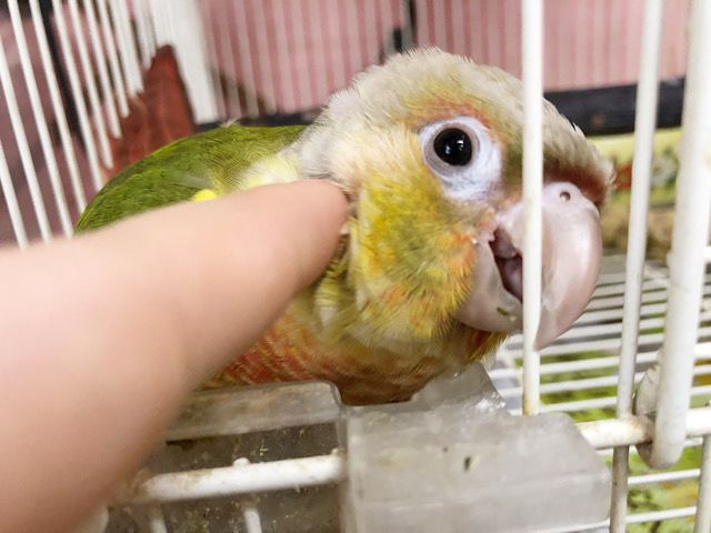 アカオウロコインコ