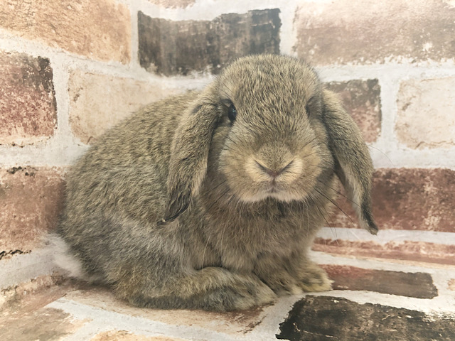 ロップイヤーラビット