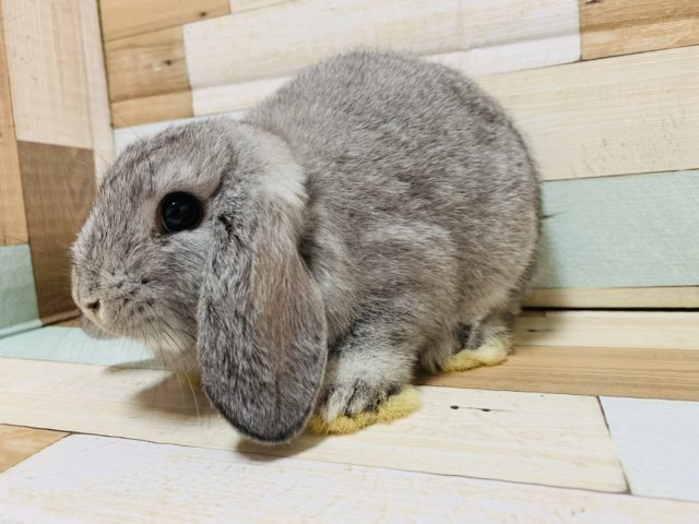 ロップイヤーラビット