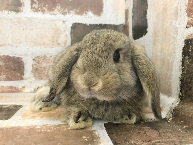 ロップイヤーラビット