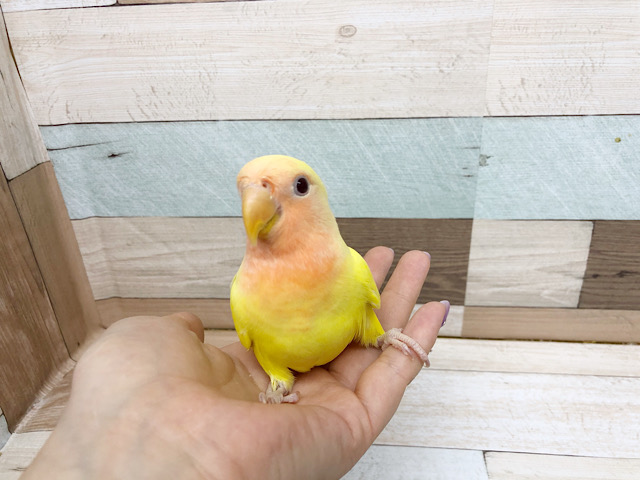 コザクラインコ（小桜インコ）