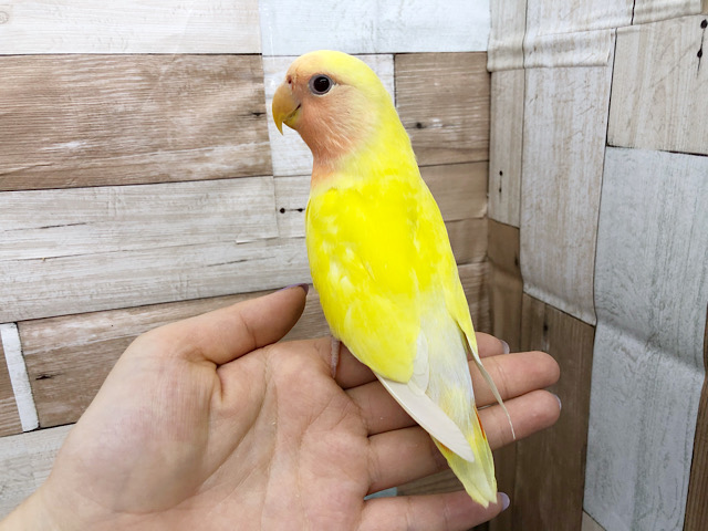 コザクラインコ（小桜インコ）