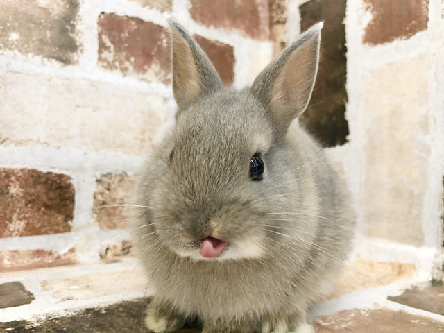 ネザーランドドワーフ