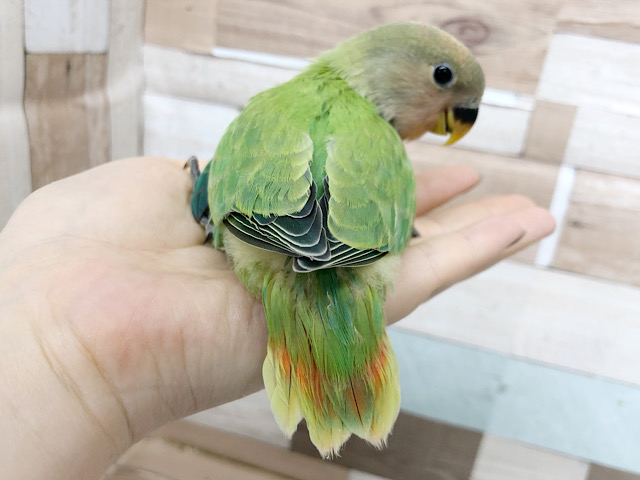 コザクラインコ（小桜インコ）