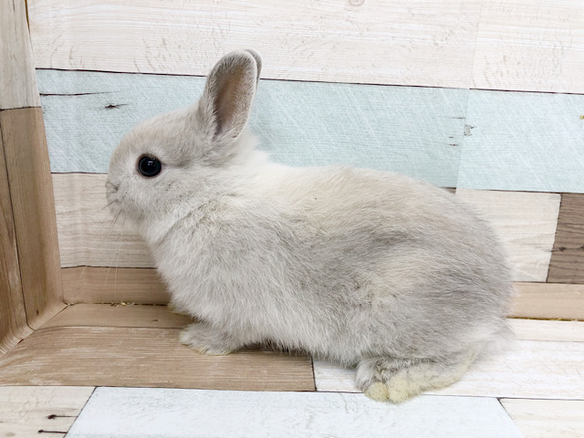 ネザーランドドワーフ