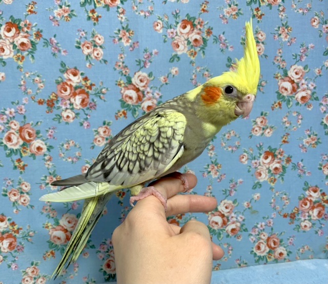 オカメインコ