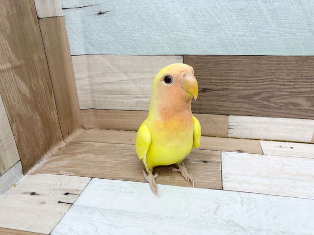 コザクラインコ（小桜インコ）