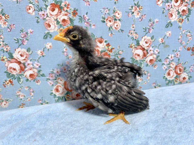 銀鈴並チャボ（ギンスズナミチャボ）