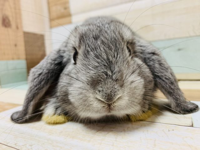 ロップイヤーラビット
